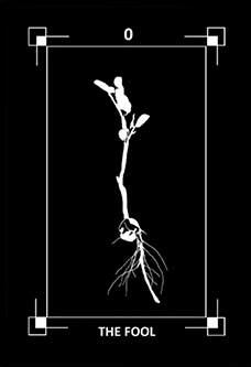 the fool